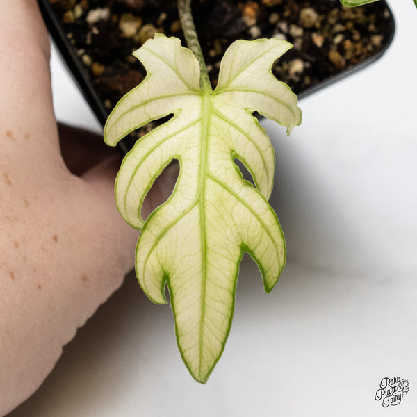 Alocasia Brancifolia Albo Variegated (wk48-UW)