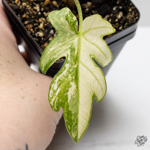 Alocasia Brancifolia Albo Variegated (wk48-UW)