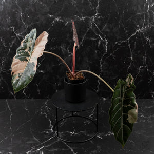 Alocasia Chantrieri Pink Variegated - Mother Plant (wk41-L68)