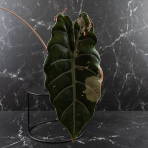 Alocasia Chantrieri Pink Variegated - Mother Plant (wk41-L68)