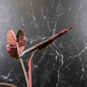 Alocasia Chantrieri Pink Variegated - Mother Plant (wk41-L68)