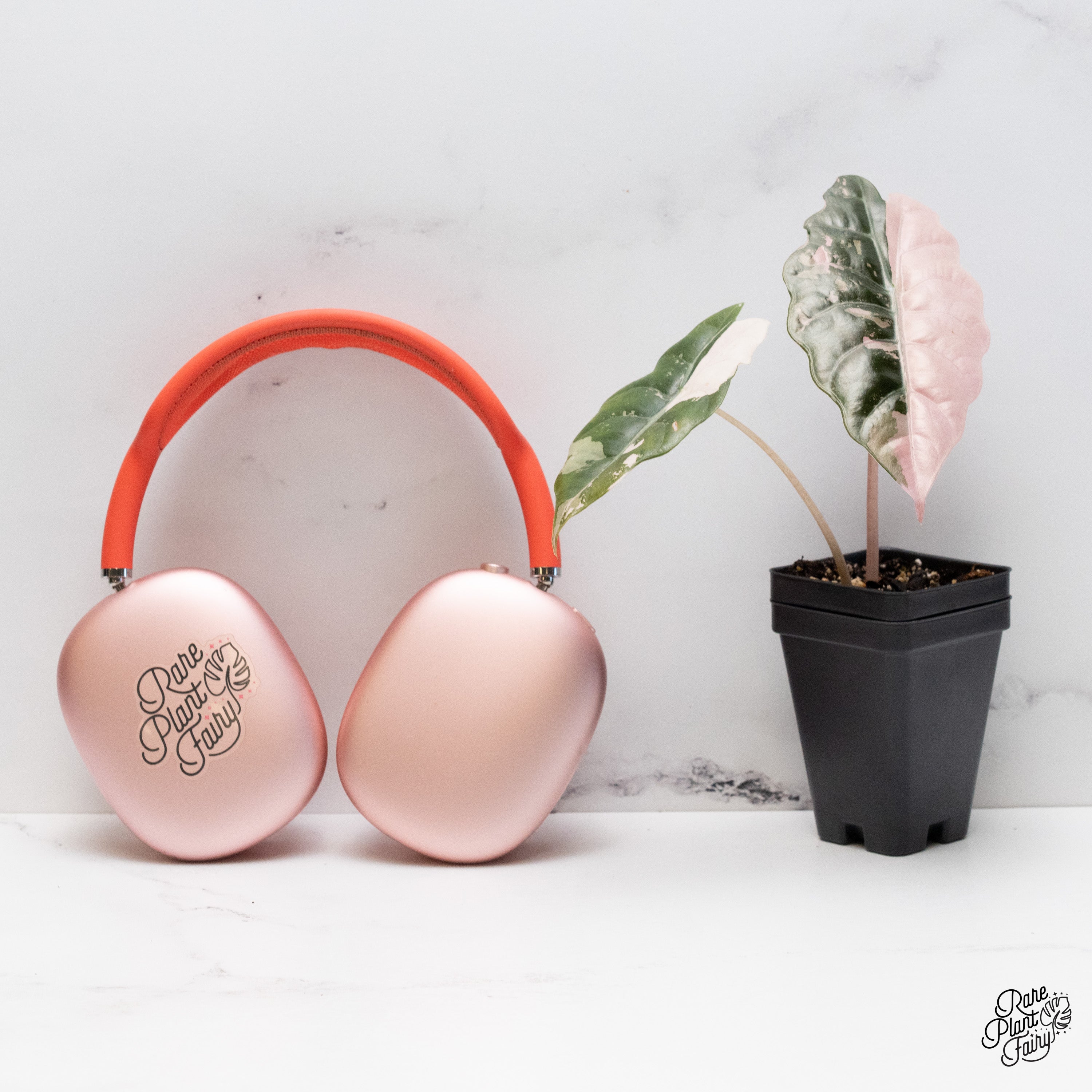 Alocasia Chantrieri Pink Variegated (wk40-C) *Corming Size