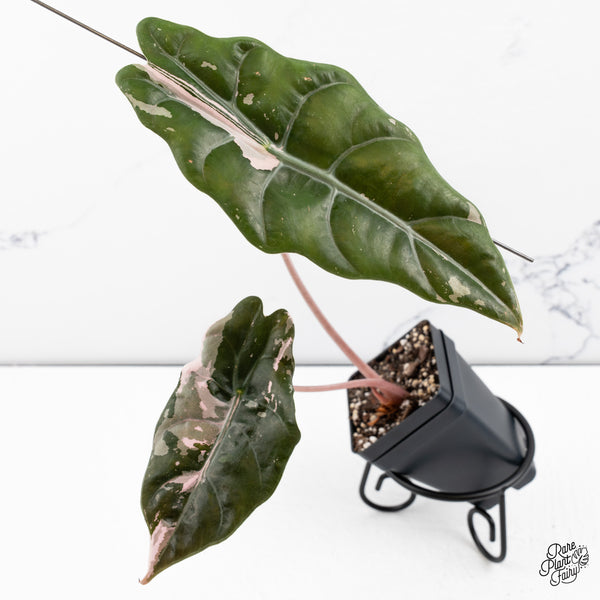 Alocasia Chantrieri Pink Variegated (wk42-S)