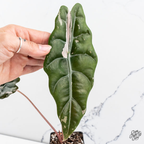 Alocasia Chantrieri Pink Variegated (wk42-S)
