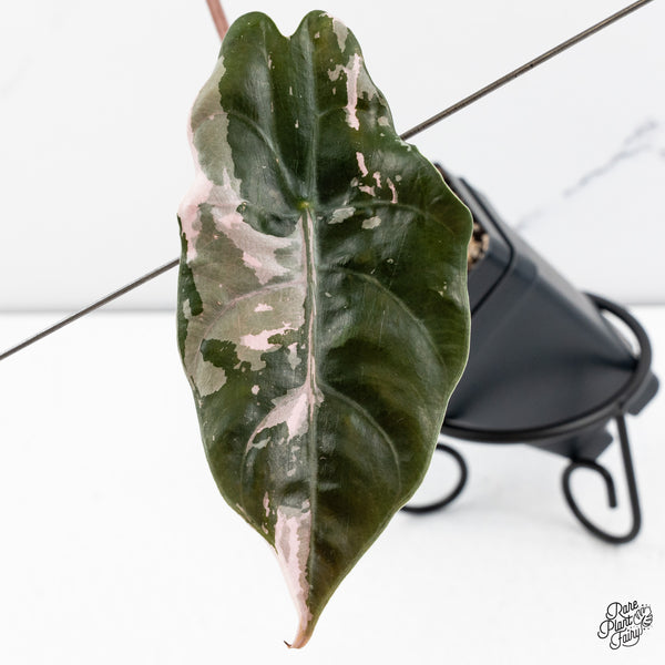 Alocasia Chantrieri Pink Variegated (wk42-S)