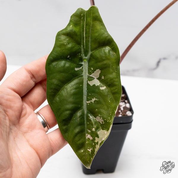 Alocasia Chantrieri Pink Variegated (wk43-L) *Corming Size*