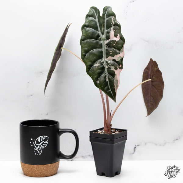 Alocasia Chantrieri Pink Variegated (wk43-L) *Corming Size*
