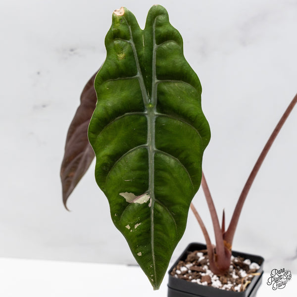 Alocasia Chantrieri Pink Variegated (wk43-L) *Corming Size*