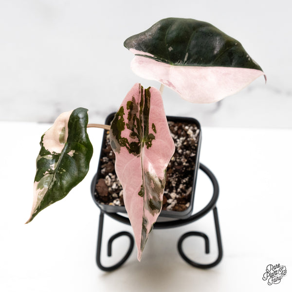 Alocasia Chantrieri Pink Variegated (wk52-N)