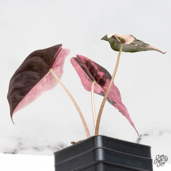 Alocasia Chantrieri Pink Variegated (wk52-N)