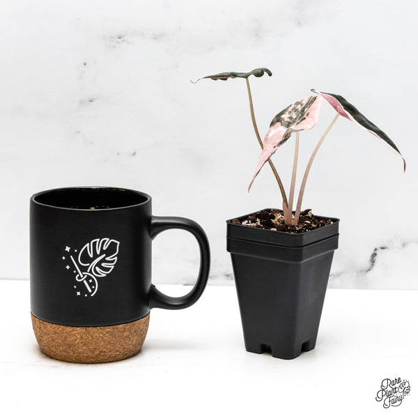 Alocasia Chantrieri Pink Variegated (wk52-N)