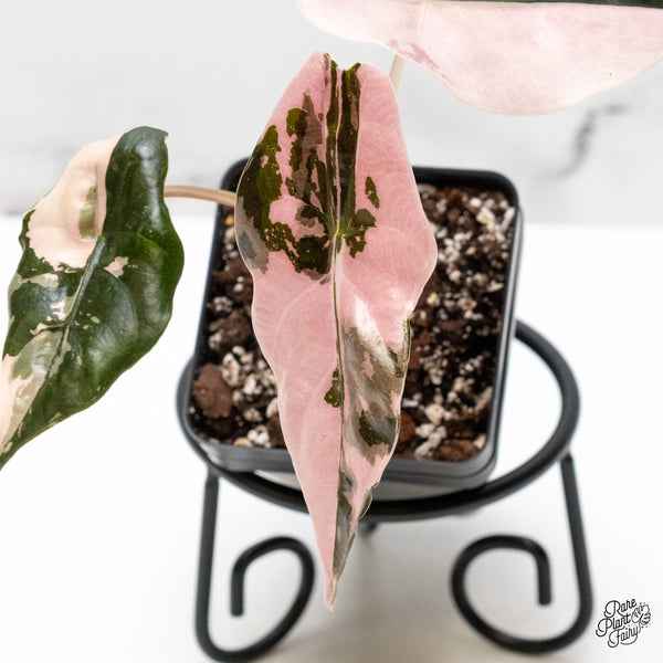 Alocasia Chantrieri Pink Variegated (wk52-N)