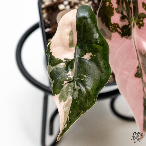 Alocasia Chantrieri Pink Variegated (wk52-N)