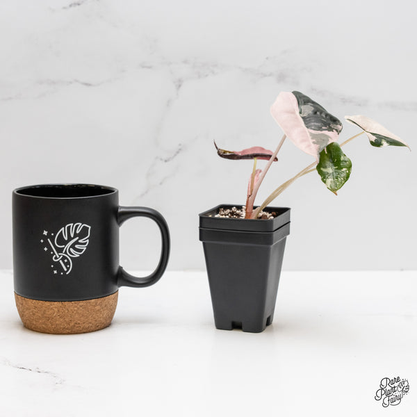 Alocasia Chantrieri pink variegated (wk1-A)