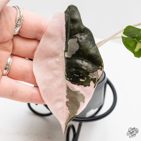 Alocasia Chantrieri pink variegated (wk1-A)