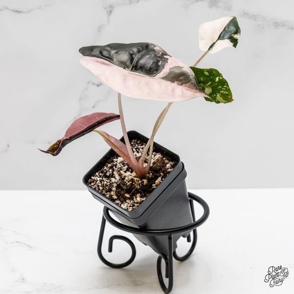 Alocasia Chantrieri pink variegated (wk1-A)