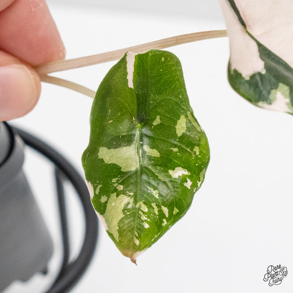 Alocasia Chantrieri pink variegated (wk1-A)