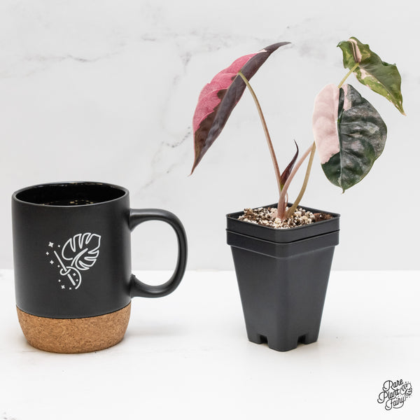 Alocasia Chantrieri pink variegated (wk1-B)