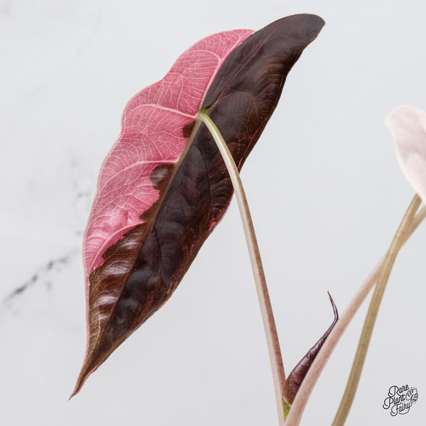 Alocasia Chantrieri pink variegated (wk1-B)
