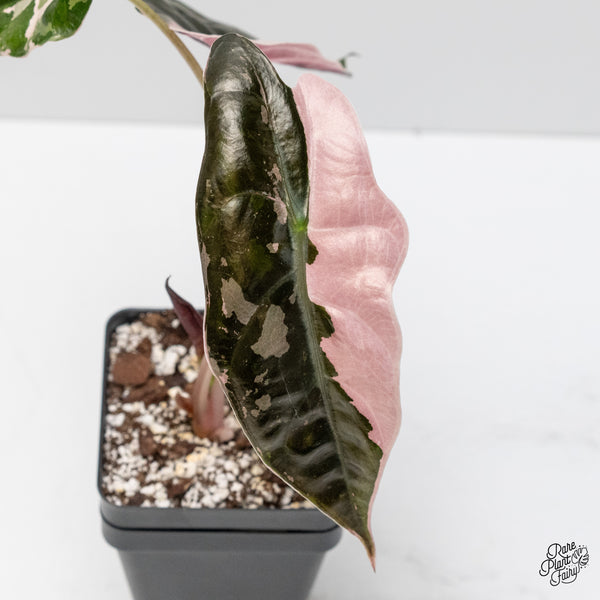 Alocasia Chantrieri pink variegated (wk1-B)