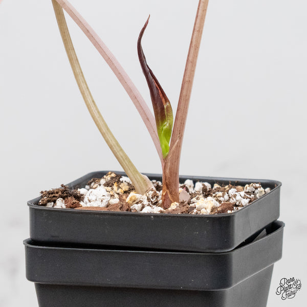 Alocasia Chantrieri pink variegated (wk1-B)