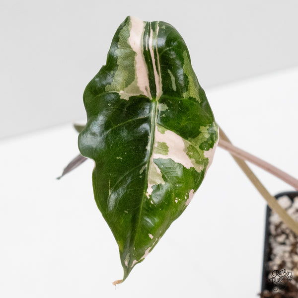 Alocasia Chantrieri pink variegated (wk1-B)