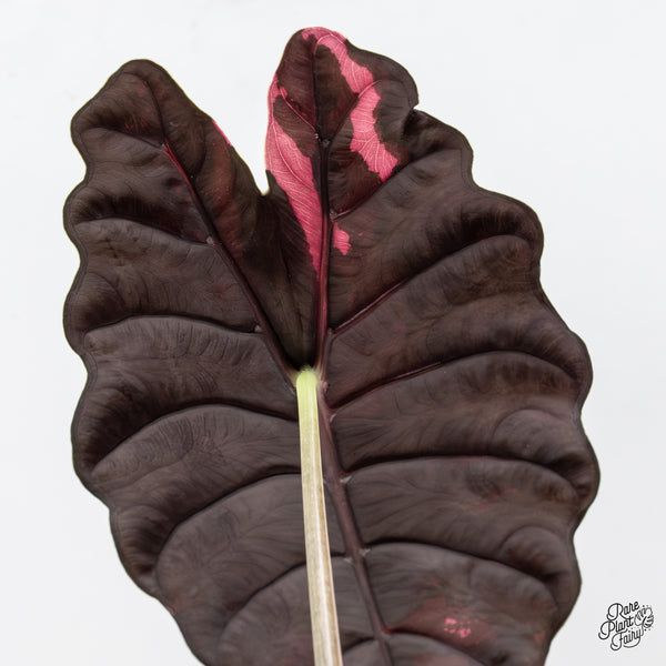 Alocasia Chantrieri Pink Variegated (wk2-UH) *Corming Size*
