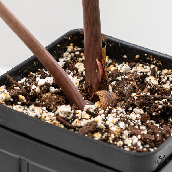 Alocasia Chantrieri Pink Variegated (wk2-UH) *Corming Size*