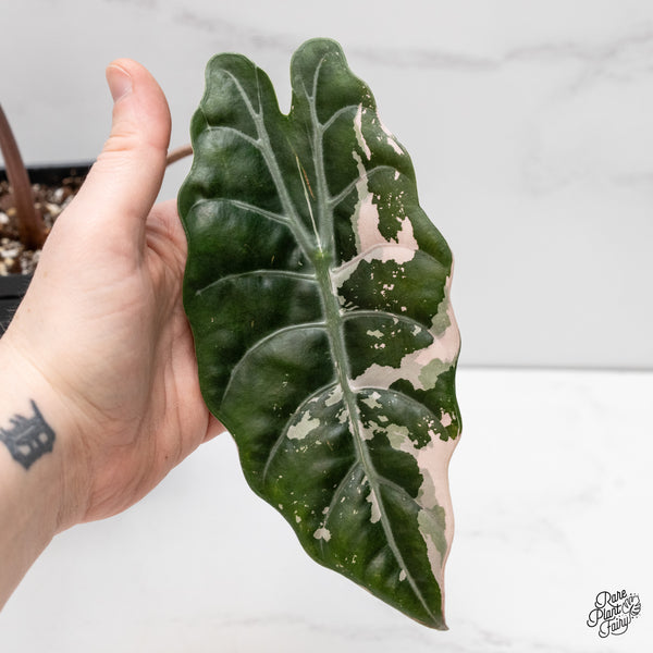 Alocasia Chantrieri Pink Variegated (wk2-UH) *Corming Size*