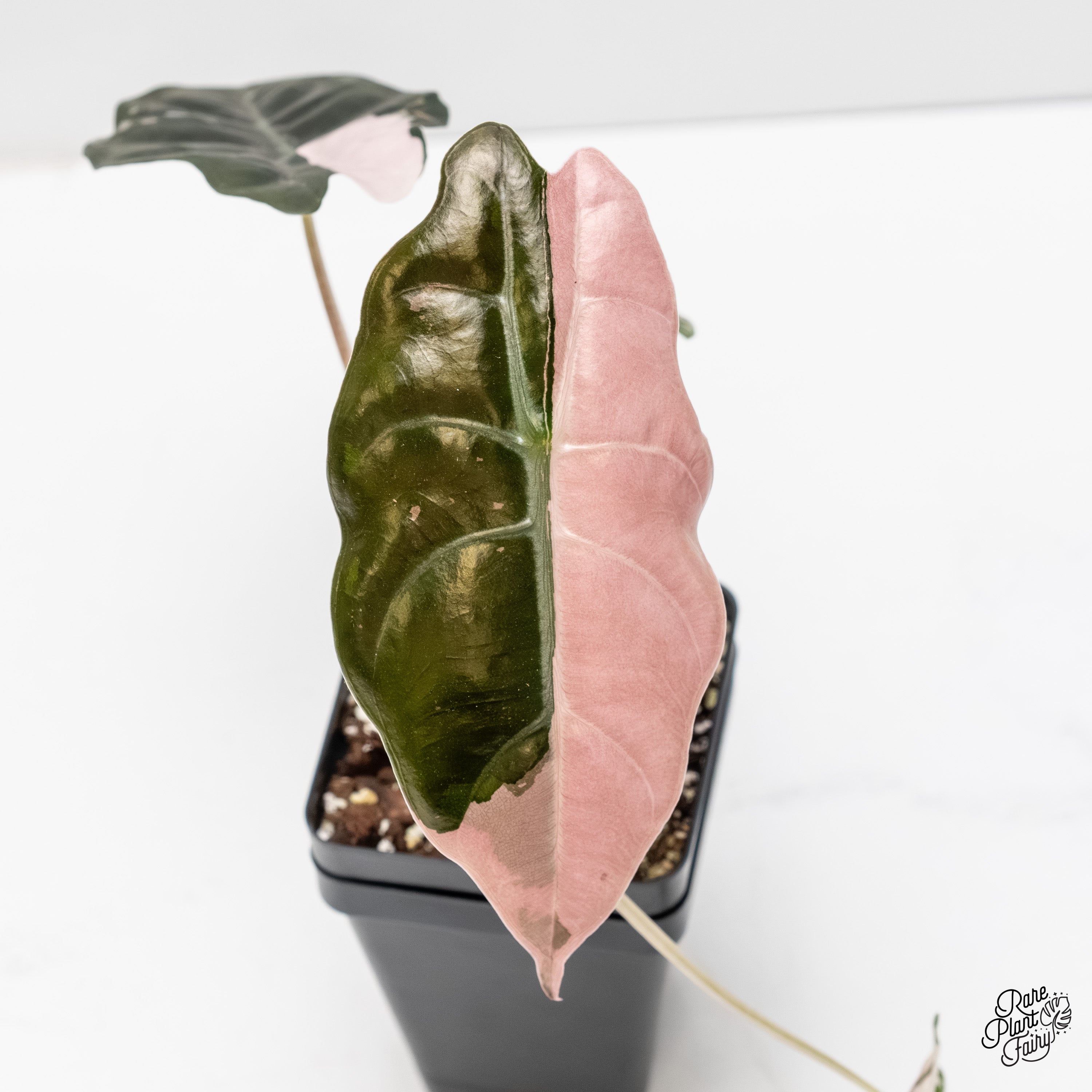 Alocasia Chantrieri pink variegated (wk3-N) – Rare Plant Fairy