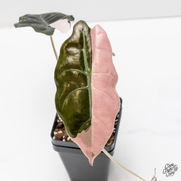 Alocasia Chantrieri pink variegated (wk3-N) – Rare Plant Fairy