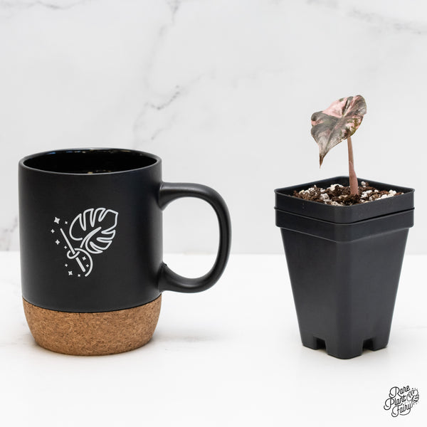 Alocasia Chantrieri Pink Variegated *Corm Grown* (wk4-J)