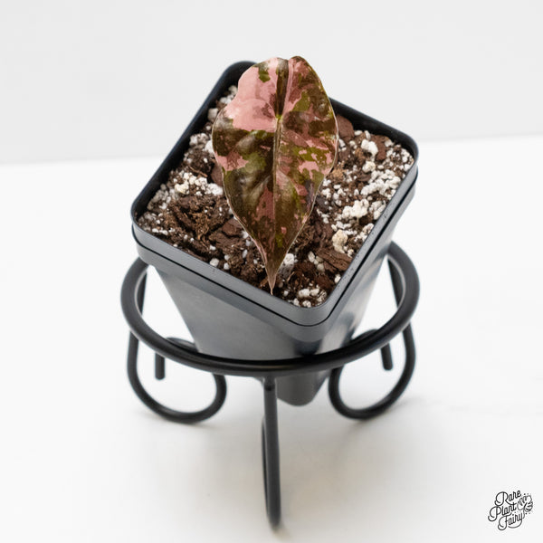 Alocasia Chantrieri Pink Variegated *Corm Grown* (wk4-J)