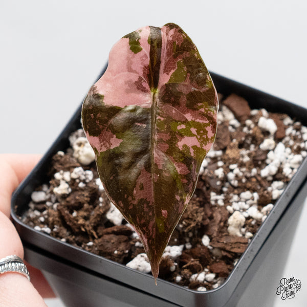 Alocasia Chantrieri Pink Variegated *Corm Grown* (wk4-J)