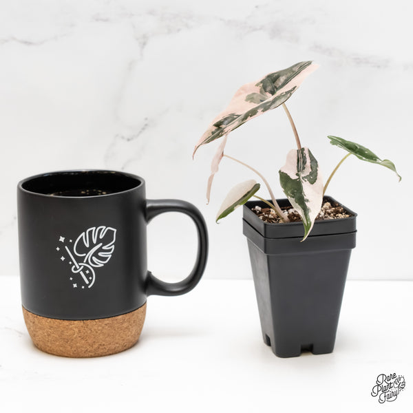 Alocasia Chantrieri Pink Variegated (wk6-P)