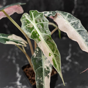 Alocasia 'Comet' Pink Variegated (wk41-U43)