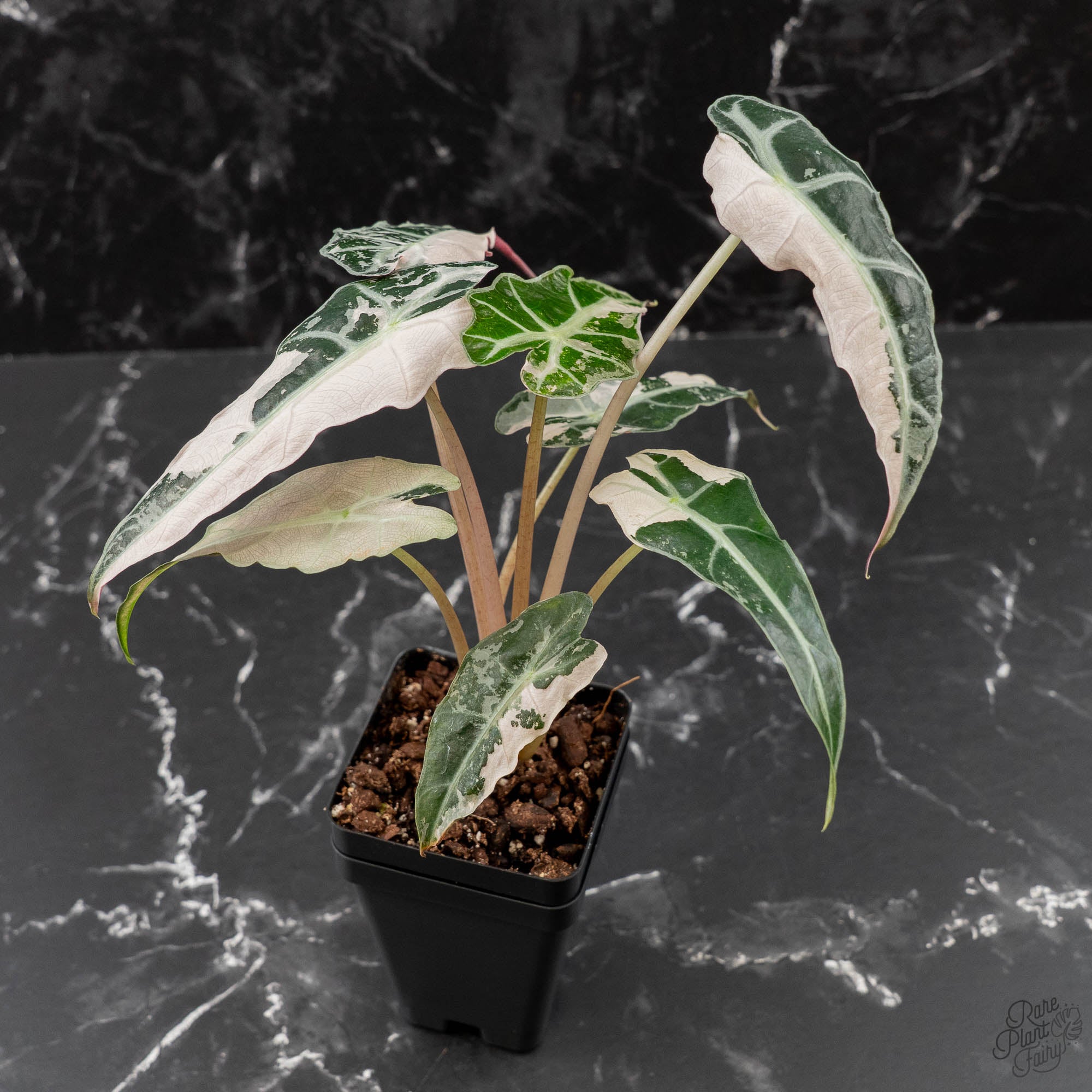 Alocasia – Page 2 – Rare Plant Fairy