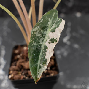 Alocasia 'Comet' Pink Variegated (wk41-U43)