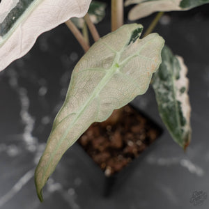 Alocasia 'Comet' Pink Variegated (wk41-U43)