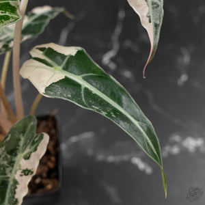 Alocasia 'Comet' Pink Variegated (wk41-U43)
