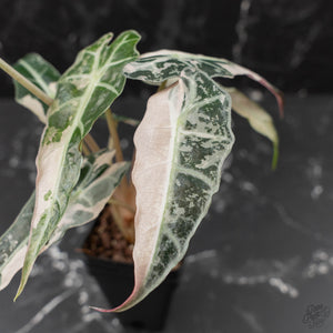 Alocasia 'Comet' Pink Variegated (wk41-U43)