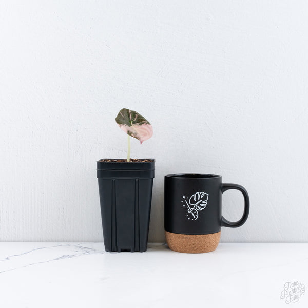 Alocasia cuprea ‘True Pink’ Variegated *(Corm Grown)* (wk10-UL)