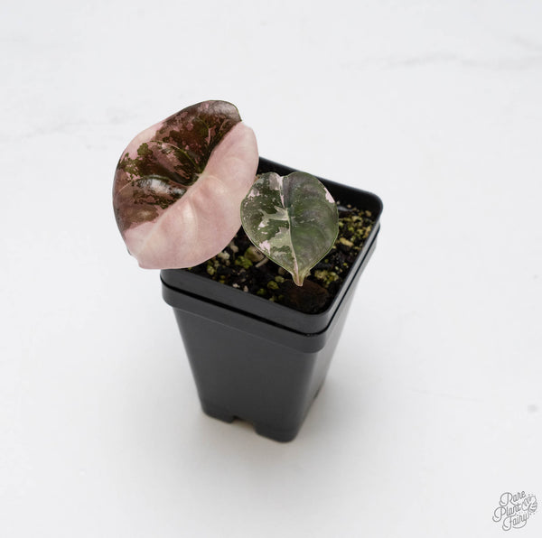 Alocasia cuprea ‘True Pink’ Variegated *Corm Grown* (wk10-UM)