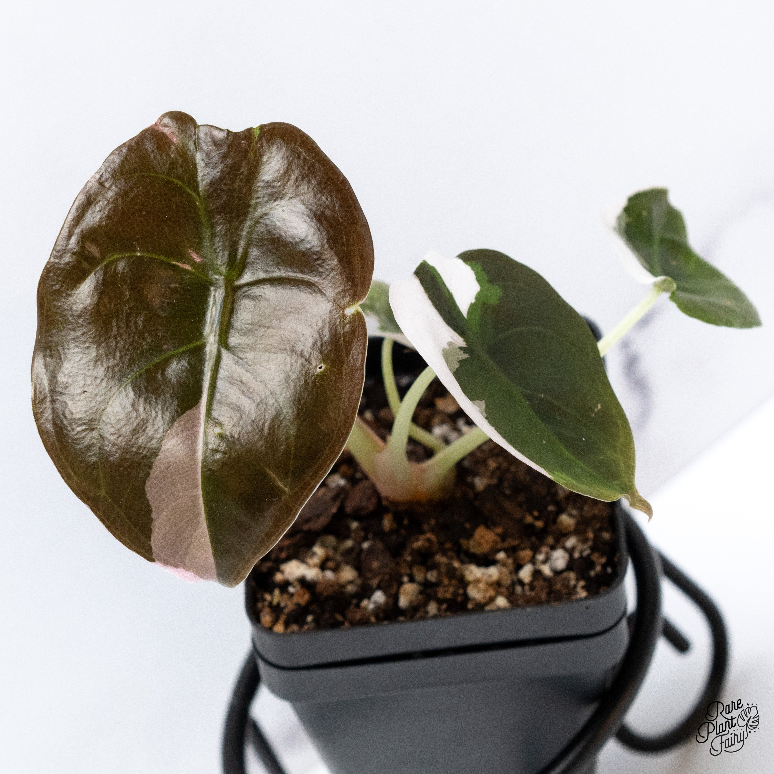 Alocasia Cuprea Albo/Pink Variegated (wk40-M) *Sectoral* – Rare