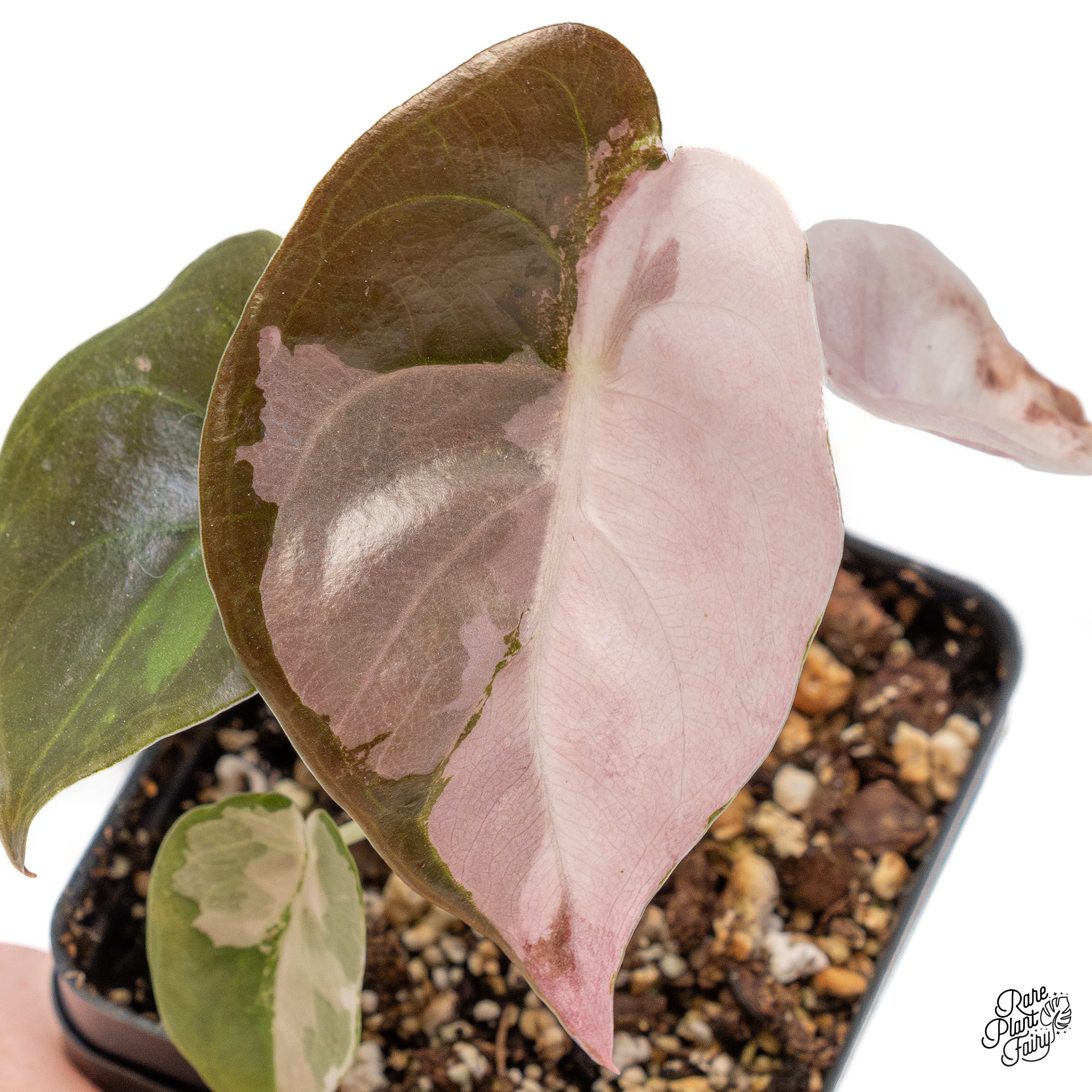 Alocasia Cuprea Albo/Pink Variegated (wk41-B) Sectoral – Rare