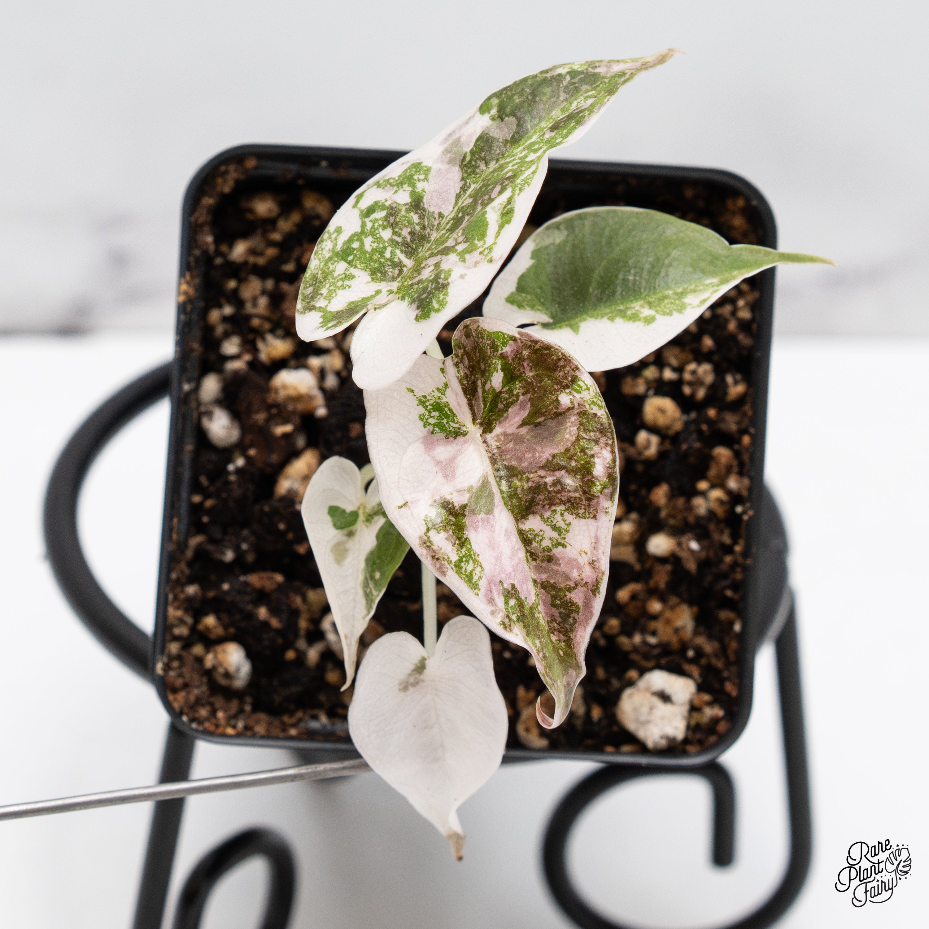 Alocasia Cuprea Albo/Pink Variegated (wk42-A) – Rare Plant Fairy