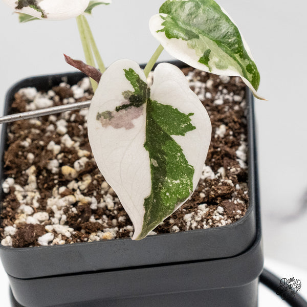 Alocasia 'Cuprea' Albo/Pink Variegated (wk52-D)