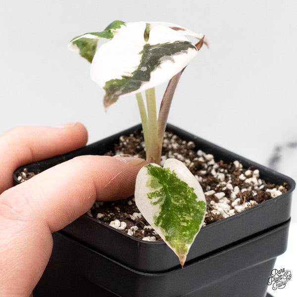 Alocasia 'Cuprea' Albo/Pink Variegated (wk52-D)