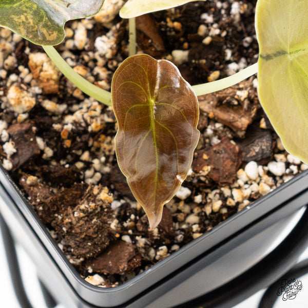 Alocasia Cuprea Gold/Aurea/Caramel Latte Variegated (wk51-O)