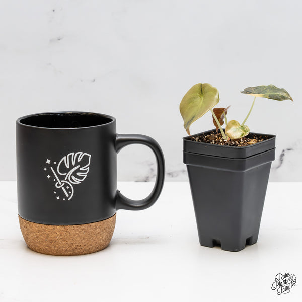 Alocasia Cuprea Gold/Aurea/Caramel Latte Variegated (wk51-O)